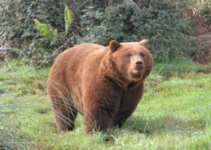 Casa del oso potes bear house